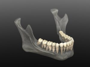 3D rendering of jaw bone